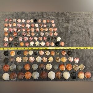 120 - Sanibel Island Scallop Seashell Collection.  Great for crafters!!